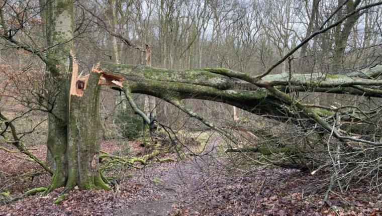 Stormen: 10 væltede træer i Vesthimmerland